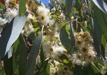 유칼립투스 글로블러스 Eucalyptus globulus