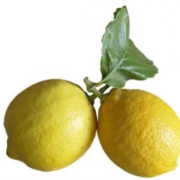 레몬 프리미엄 Lemon Premium