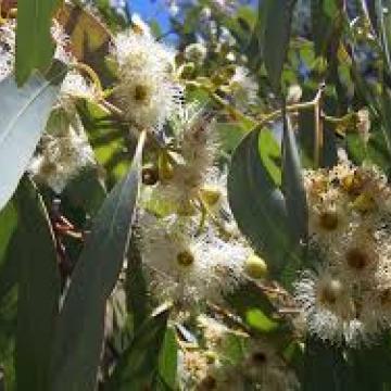 유칼립투스 라디아타 Eucalyptus radiata