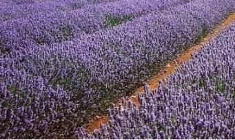 라벤더 타즈마니아<br> Lavender Tasmania