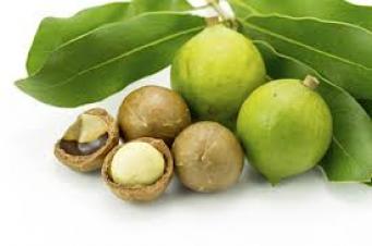 마카다미아넛오일.정제<br>Macadamia nut Refined Oil