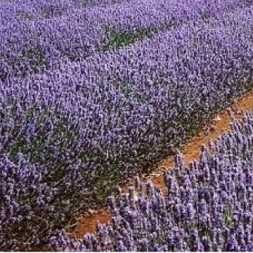 라벤더 타즈마니아<br> Lavender Tasmania